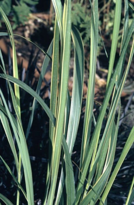 gold-edged prairie cord grass