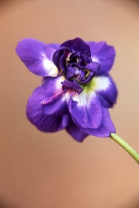 Parma violet 'D'Udine'