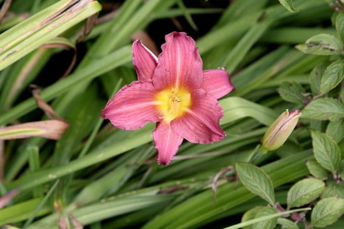 daylily 'Bourbon Kings'