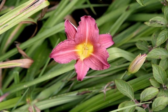 Daylily 'Bourbon Kings'