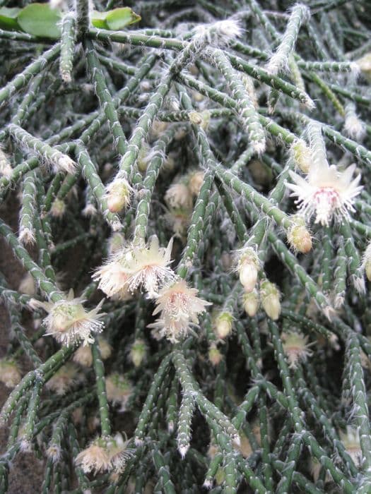 hairy-fruited wickerware cactus