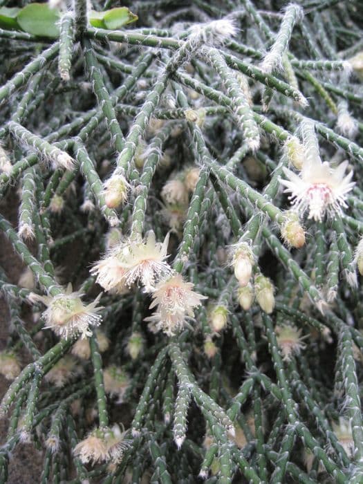 Hairy-fruited wickerware cactus