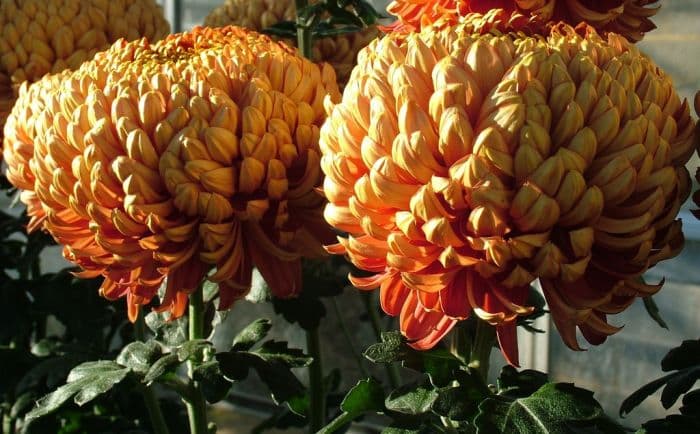 chrysanthemum 'Hesketh Knight'