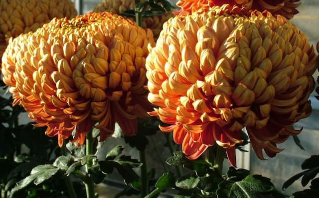 Chrysanthemum 'Hesketh Knight'