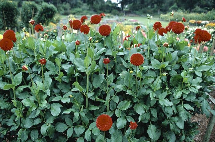 dahlia 'Geoffrey Kent'