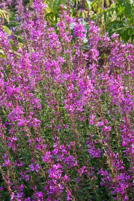 wand loosestrife 'Dropmore Purple'