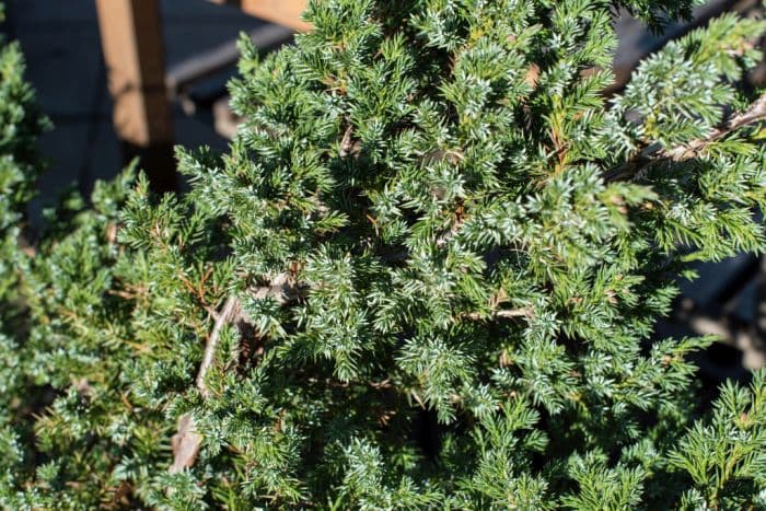 Chinese juniper 'Blue Alps'
