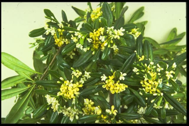 Japanese pittosporum