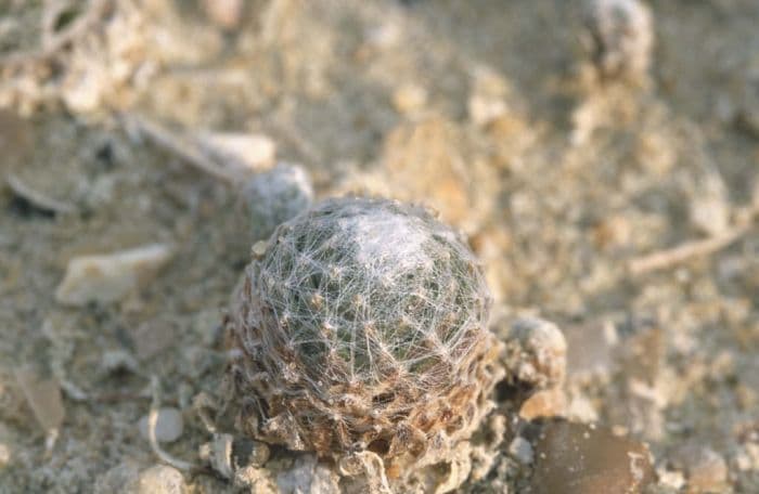 woolly cobweb houseleek