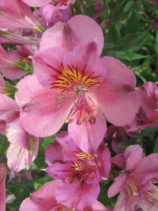 Peruvian lily [Princess Lilian]