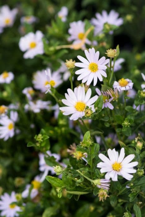 Japanese aster 'Blue Star'