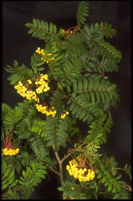 mountain ash 'Joseph Rock'