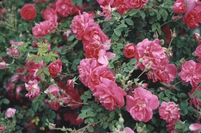 Rose 'Cerise Bouquet'