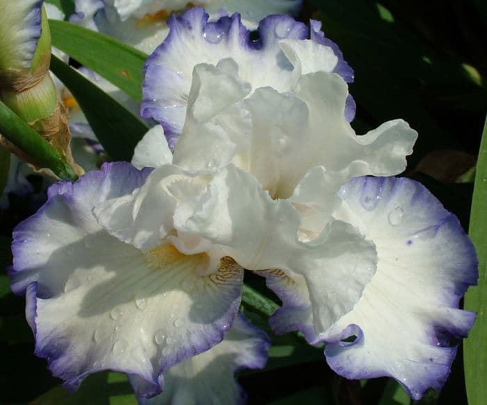 iris 'Queen's Circle'