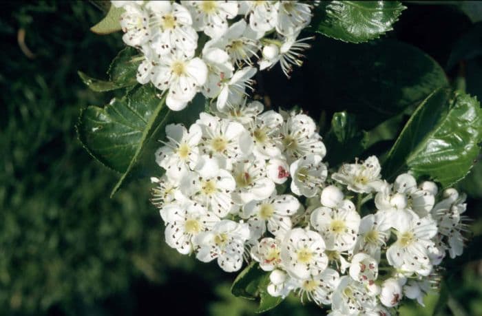 broad-leaved cockspur thorn 'Prunifolia'