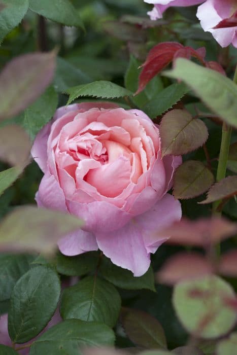 rosa [Brother Cadfael]