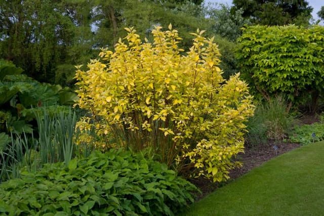 Golden Tartarean dogwood