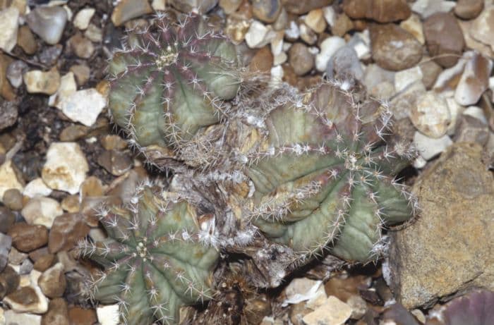 unarmed echinocereus