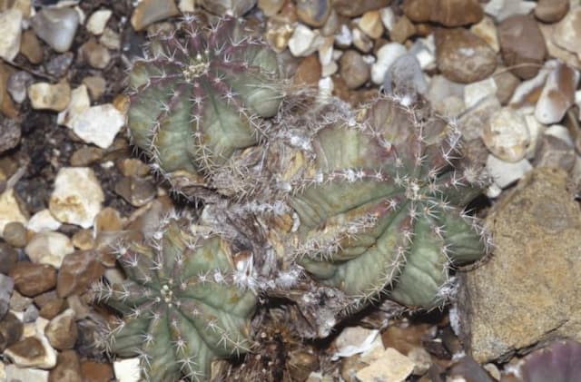 Unarmed echinocereus