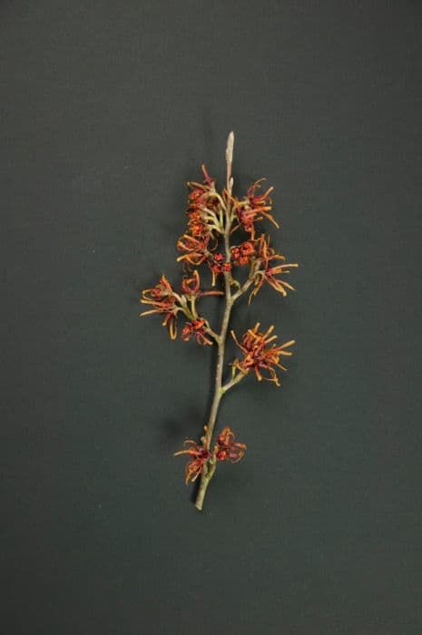 witch hazel 'Burning Desire'