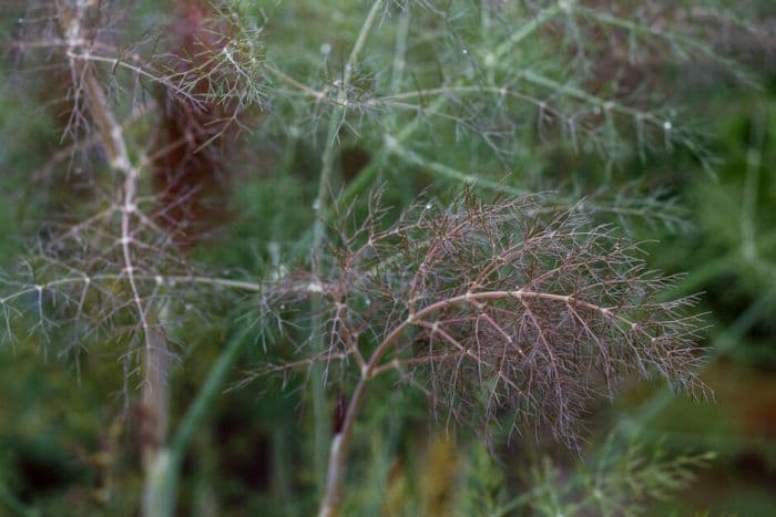 bronze fennel