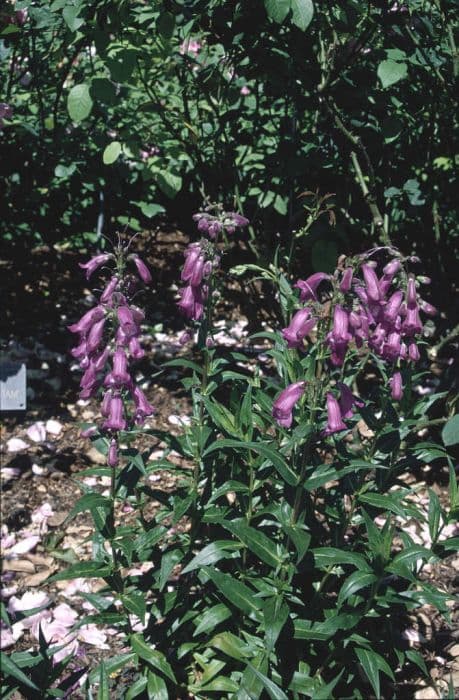 penstemon 'Sour Grapes'