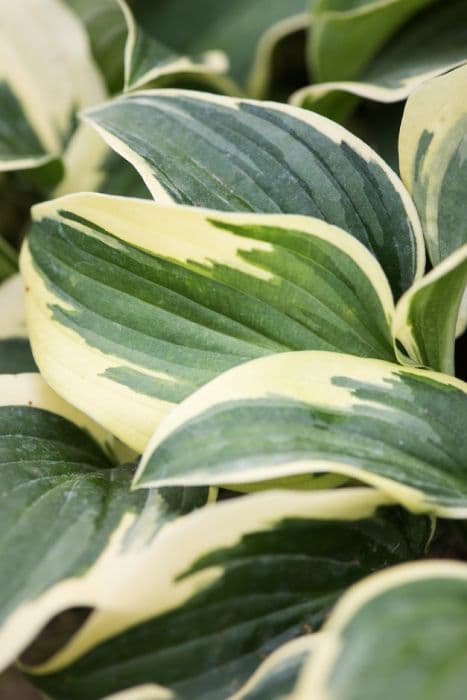 plantain lily 'Winsome'