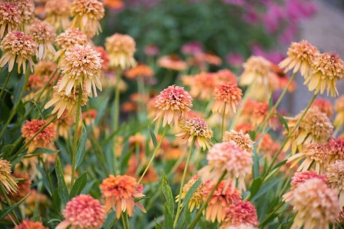 coneflower 'Marmalade'