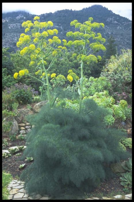 giant fennel