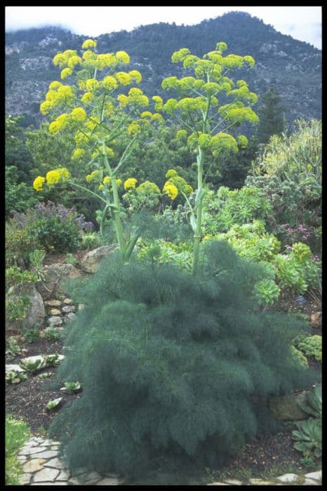 Giant fennel