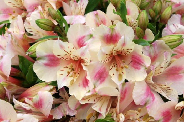 Peruvian lily 'Natalie'