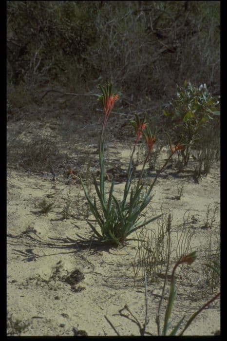 Kangaroo's foot plant