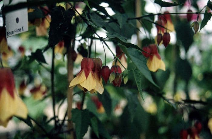 abutilon 'Kentish Belle'