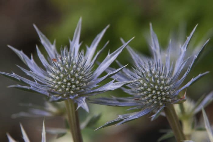 sea holly 'Picos Blue'