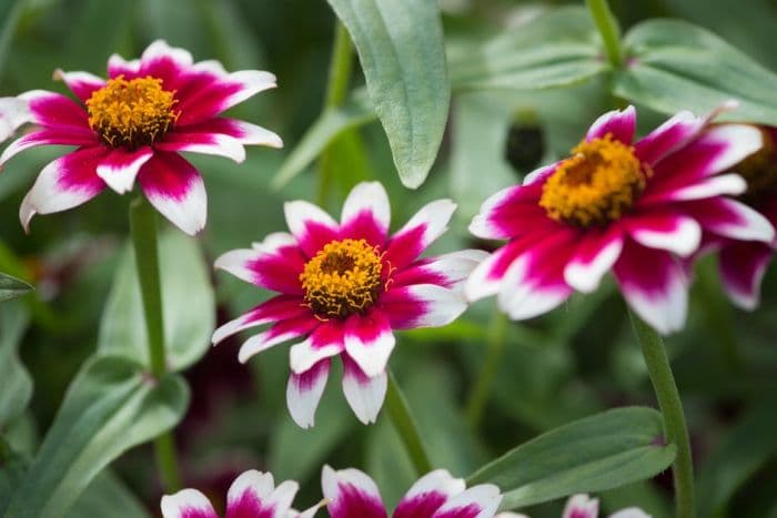 zinnia 'Zany Rose Picotee'