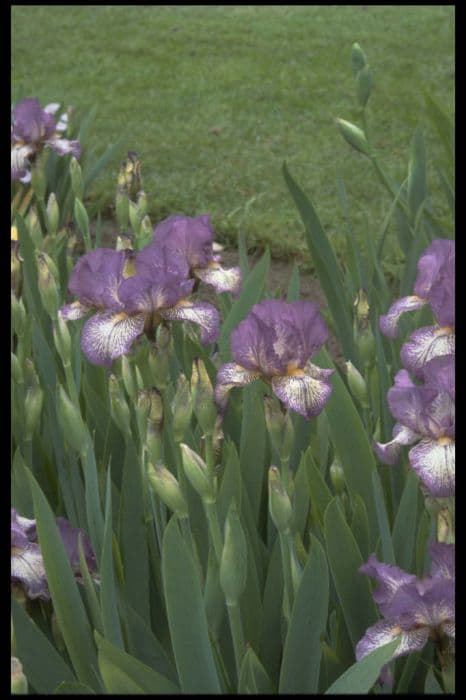 iris 'Peggy Chambers'