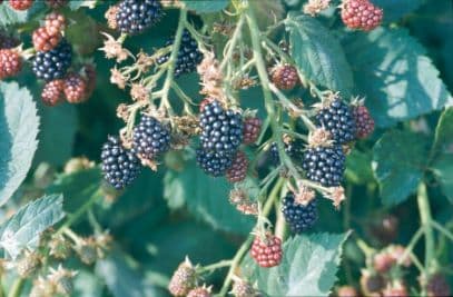 blackberry 'Loch Ness'