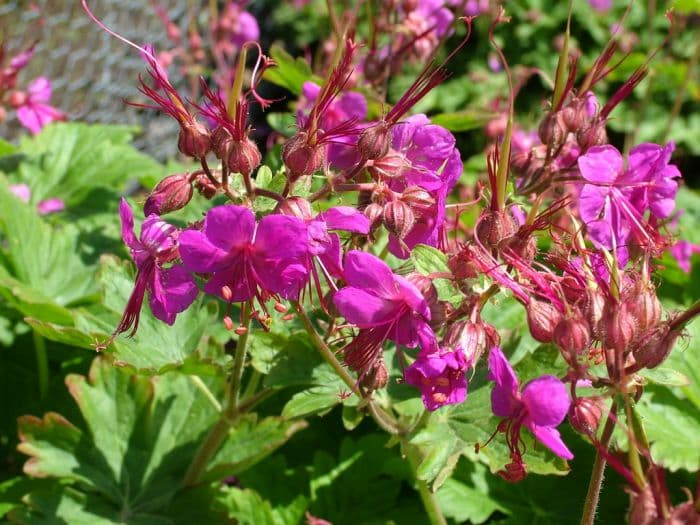 cranesbill 'Czakor'