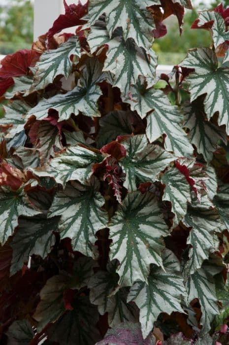 begonia 'Looking Glass'