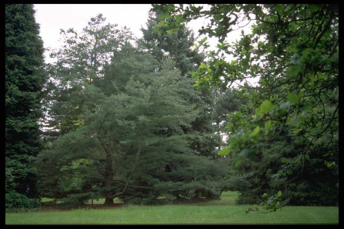 Japanese white pine