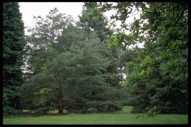 Japanese white pine