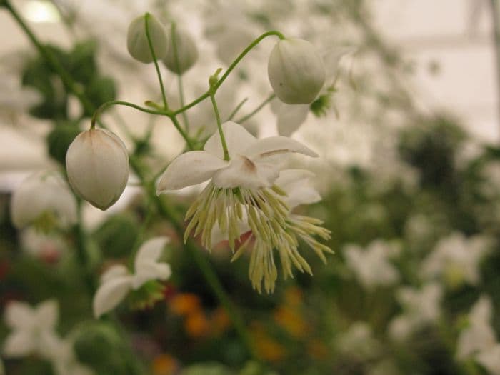 meadow rue [Splendide White]