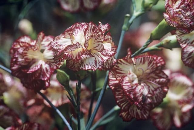 Border carnation 'Chesswood Beryl James'