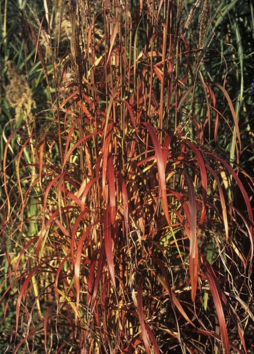 Small Japanese silver grass 'Afrika'