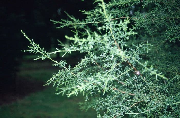 Monterey cypress