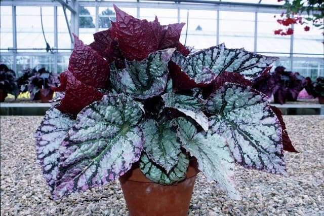 Begonia 'Silver King'