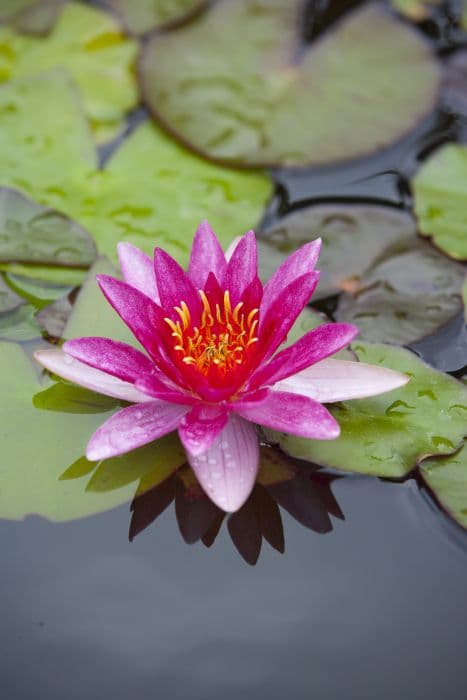 waterlily 'Laydekeri Lilacea'