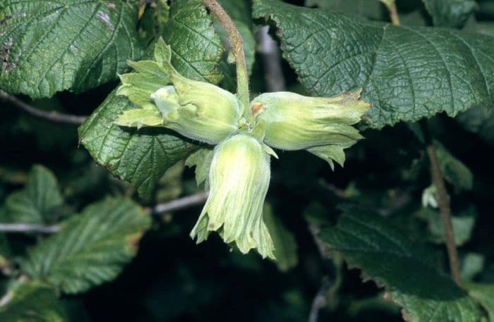 hazel 'Kentish Cob'