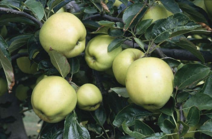 apple 'Golden Delicious'