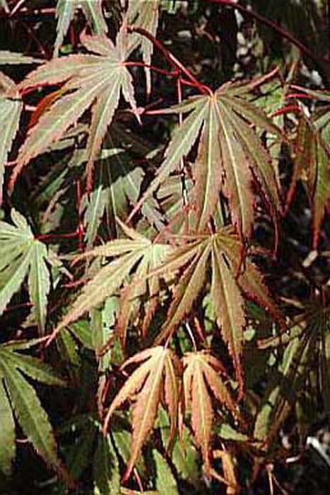 Japanese maple 'Chitose-yama